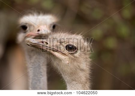 Ostrich Struthio Camelus, In Namibia