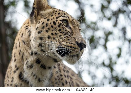 Head Shot Of Persian Leopard