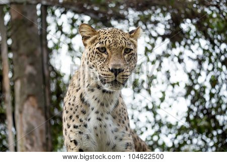 Head Shot Of Persian Leopard