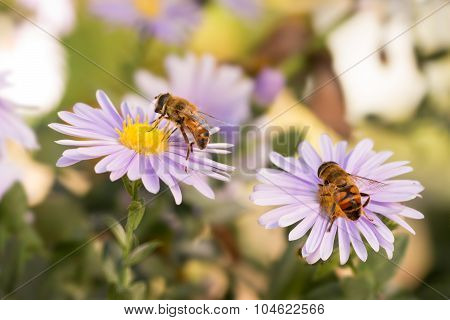 Two Honey bees on blue New York aster
