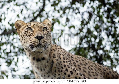Head Shot Of Persian Leopard