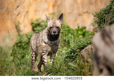 Striped Hyena (hyaena Hyaena)