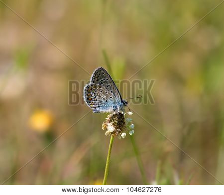 Common Blue butterfly