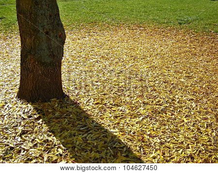 Fallen Leaves Under The Tree