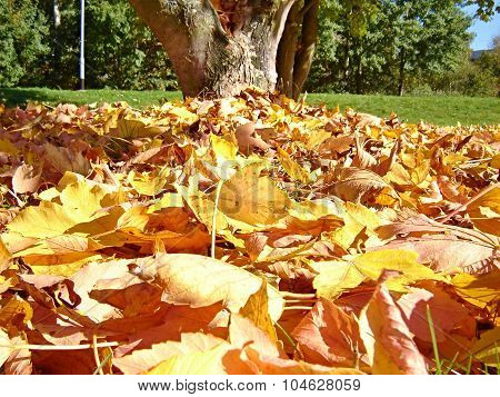 Stack Of Dry Leaves Under The Tree