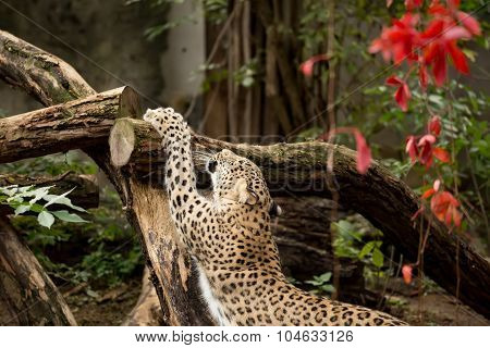 Shot Of Persian Leopard