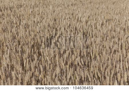 Field Of Wheat, Chamarande, Essonne, France