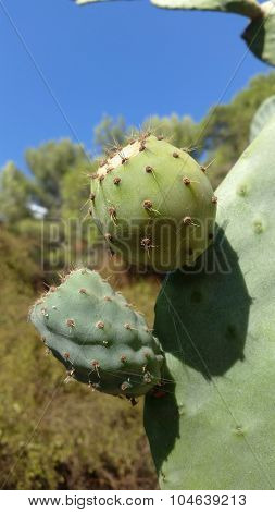 Prickly Pears