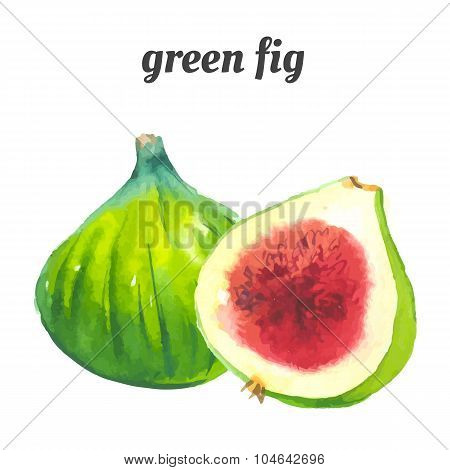 Vector Illustration With Watercolor Fruit.