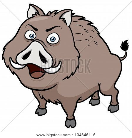 Boar