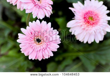 Gerbera Jamesonii