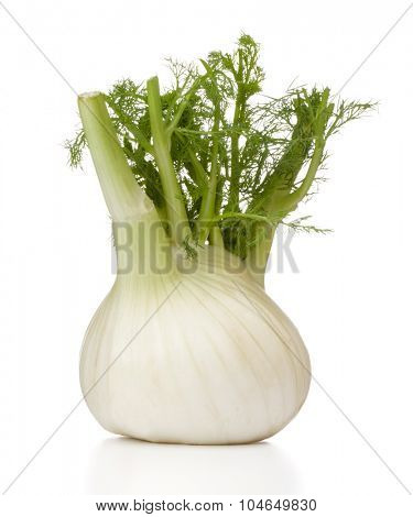 Fresh fennel bulb isolated on white background close up