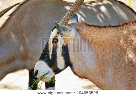 Oryx Gazella. National Forest.