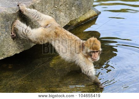 Young Barbary Macaque Takes Food Out Of The Water, The Netherlands