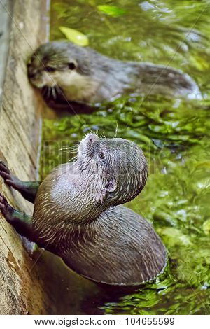 Cute Small-clawed Otter.