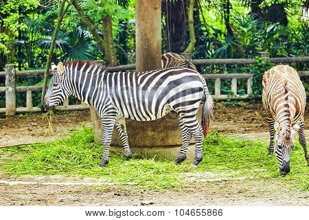 Zebras In Their Natural Habitat.