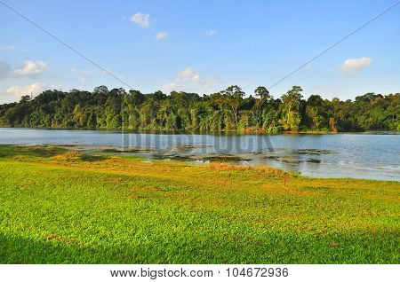 Macritchie Reservoir with trees and grass field