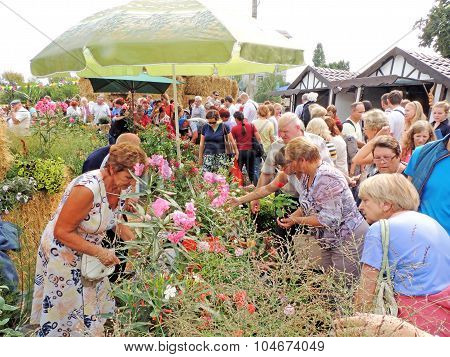 Choose Flowers For Planting