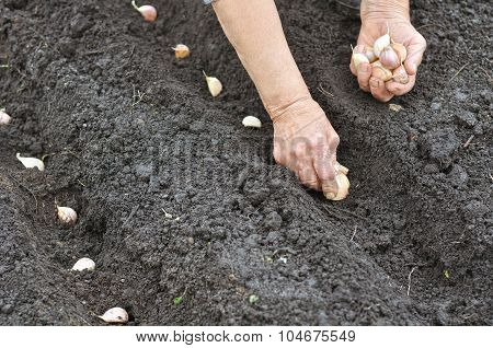 Farmer Planting Garlic