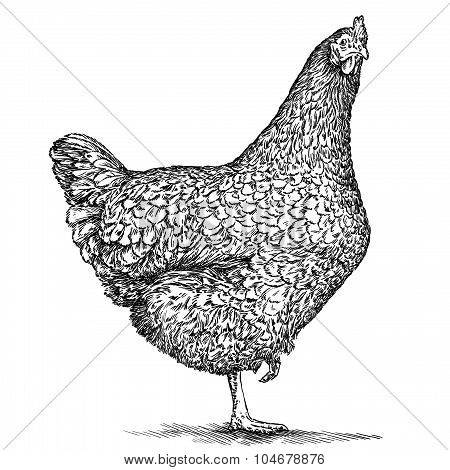 chicken