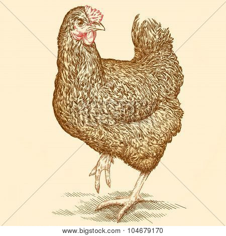 chicken