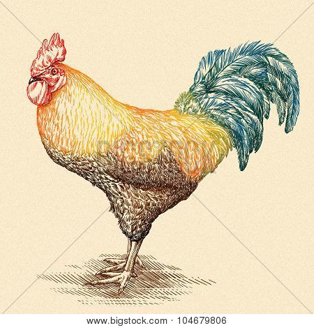 chicken