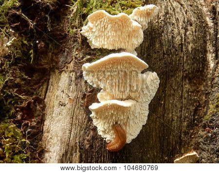 Hericium cirrhatum