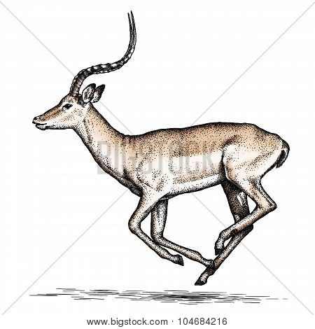 antelope