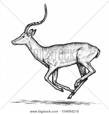 antelope