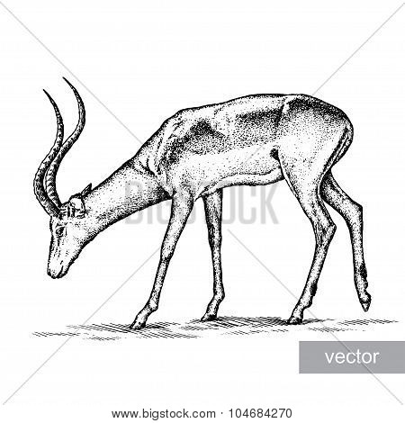 antelope