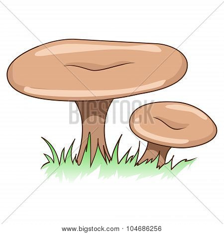 Edible mushrooms vector illustration