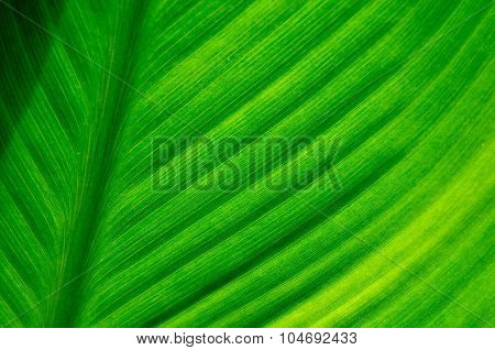 Full Frame Green Leave Close Up