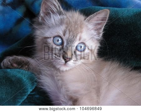 Cute little Ragdoll kitten