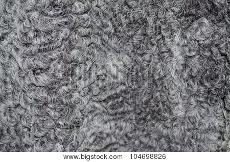 Animal Fur Texture