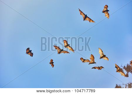 group of fruit bats flying in Palawan Philippines
