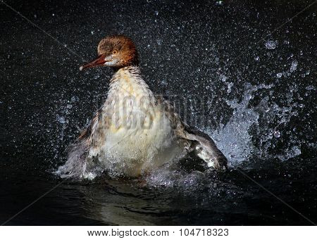 Merganser Duck Splashing in the Water