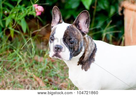 French  Bulldog