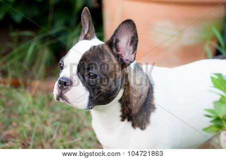 French  Bulldog In The Yard