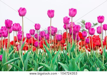 Tulip. Beautiful Bouquet Of Tulips. Colorful Tulips. Tulips In Spring,colourful Tulip