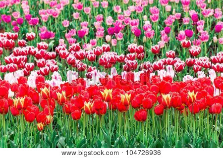 Tulip. Beautiful Bouquet Of Tulips. Colorful Tulips. Tulips In Spring,colourful Tulip