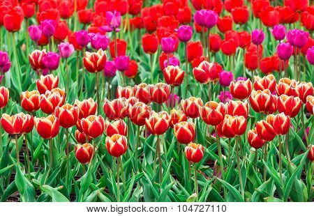 Tulip. Beautiful Bouquet Of Tulips. Colorful Tulips. Tulips In Spring,colourful Tulip