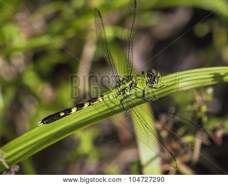 Green Eastern Pondhawk Dragonfly - Erythemis Simplicicollis