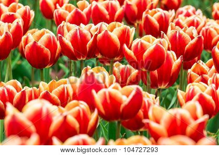 Tulip. Beautiful Bouquet Of Tulips. Colorful Tulips. Tulips In Spring,colourful Tulip