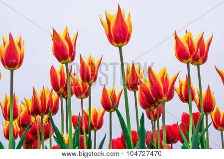 Tulip. Beautiful Bouquet Of Tulips. Colorful Tulips. Tulips In Spring,colourful Tulip