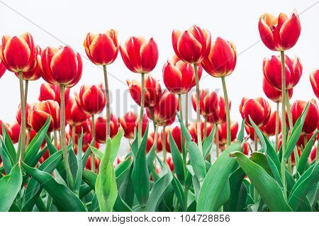 Tulip. Beautiful Bouquet Of Tulips. Colorful Tulips. Tulips In Spring,colourful Tulip
