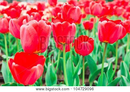 Tulip. Beautiful Bouquet Of Tulips. Colorful Tulips. Tulips In Spring,colourful Tulip