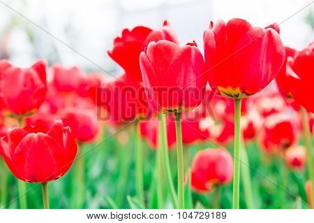 Tulip. Beautiful Bouquet Of Tulips. Colorful Tulips. Tulips In Spring,colourful Tulip