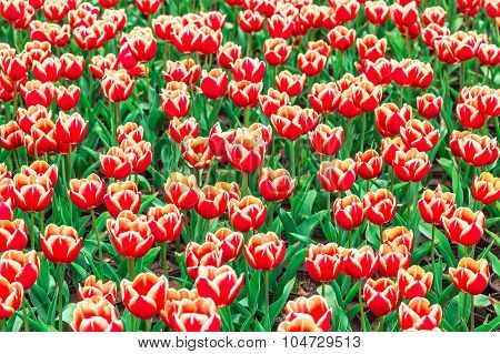 Tulip. Beautiful Bouquet Of Tulips. Colorful Tulips. Tulips In Spring,colourful Tulip
