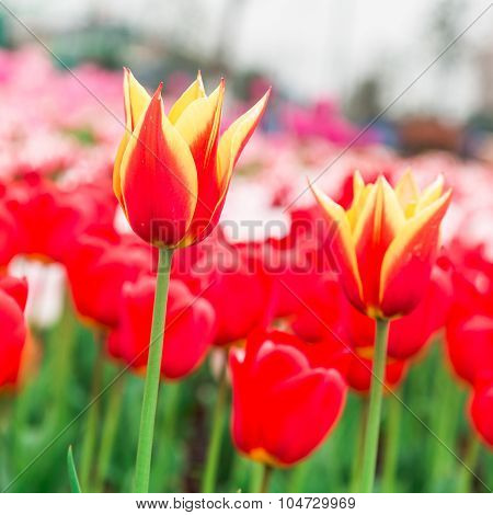 Tulip. Beautiful Bouquet Of Tulips. Colorful Tulips. Tulips In Spring,colourful Tulip
