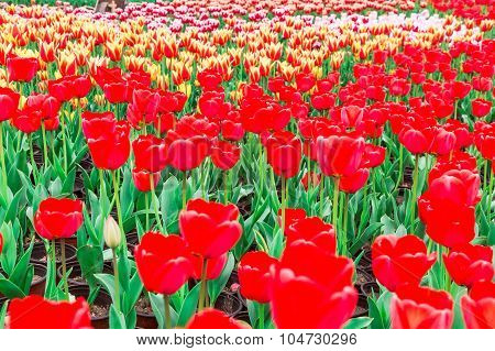 Tulip. Beautiful Bouquet Of Tulips. Colorful Tulips. Tulips In Spring,colourful Tulip